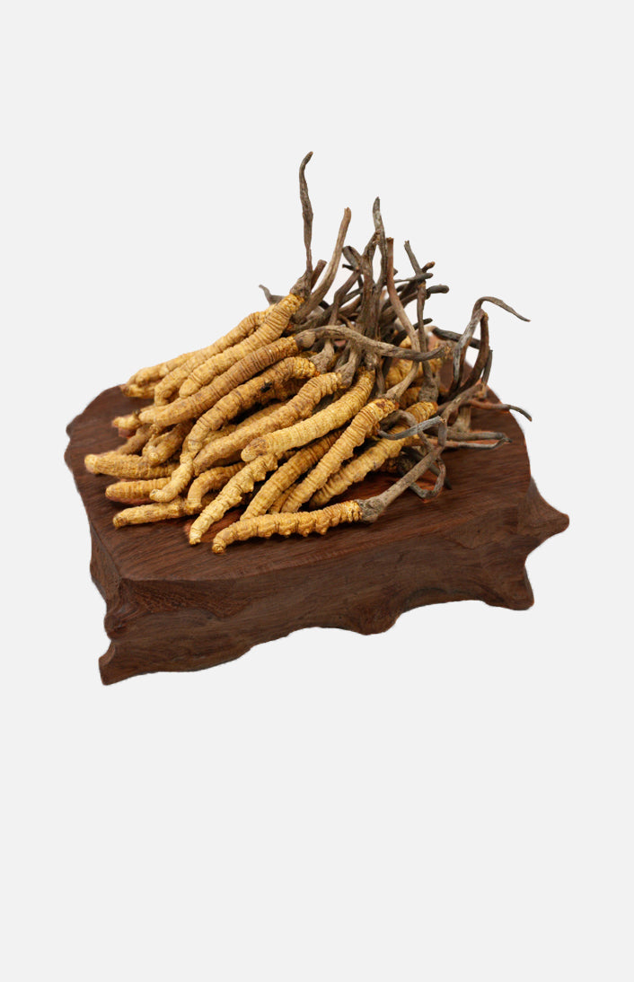 Cordyceps(Deluxe)(1 tael)