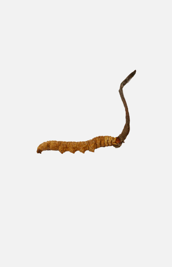 Cordyceps(Deluxe)(1 tael)