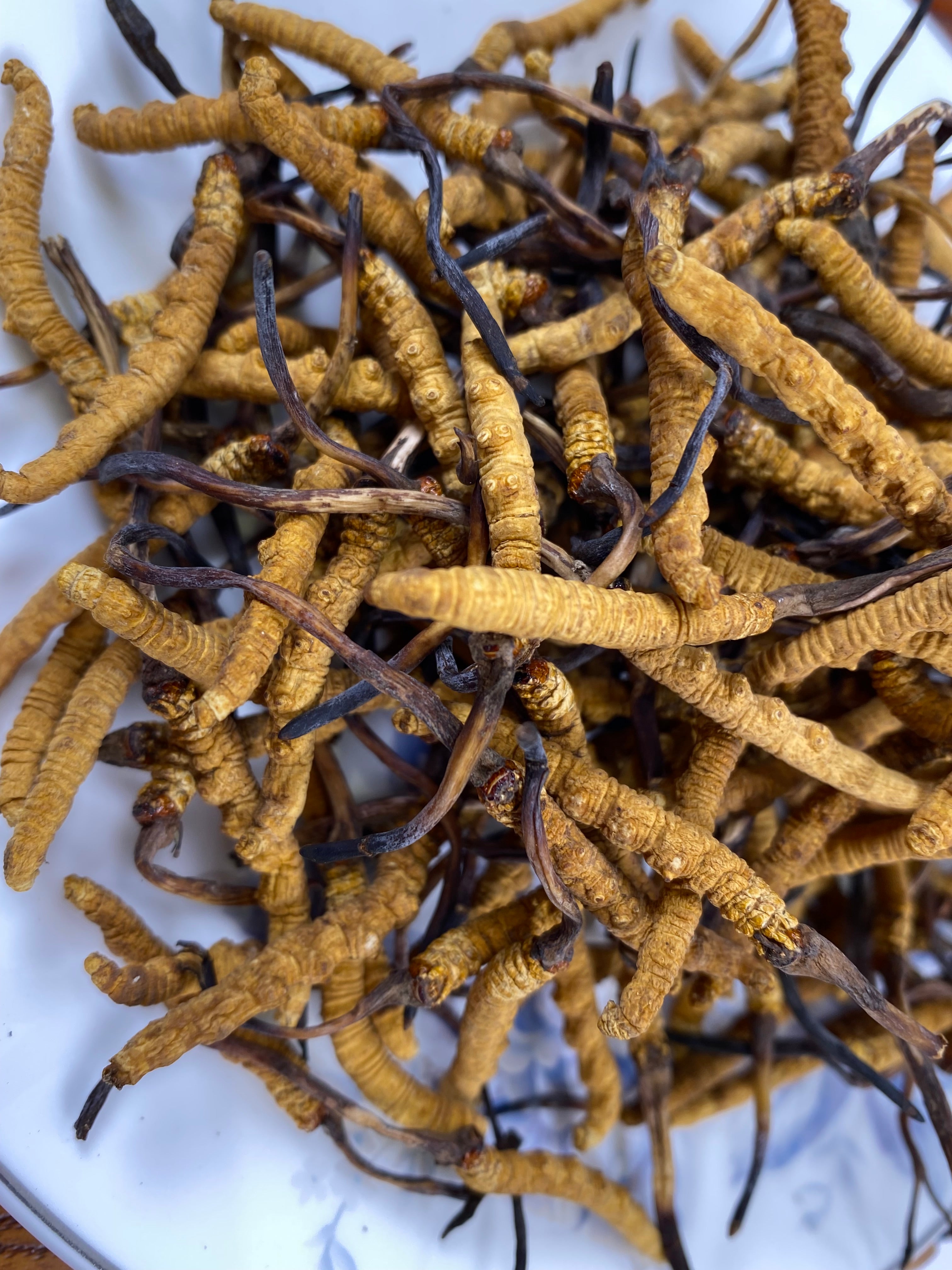 Cordyceps(Deluxe)(1 tael)